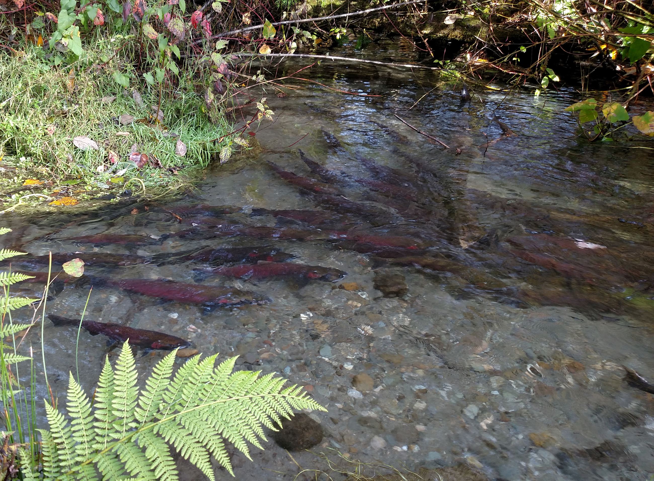 Salmon in Clarks Creek Salmon in Clarks Creek