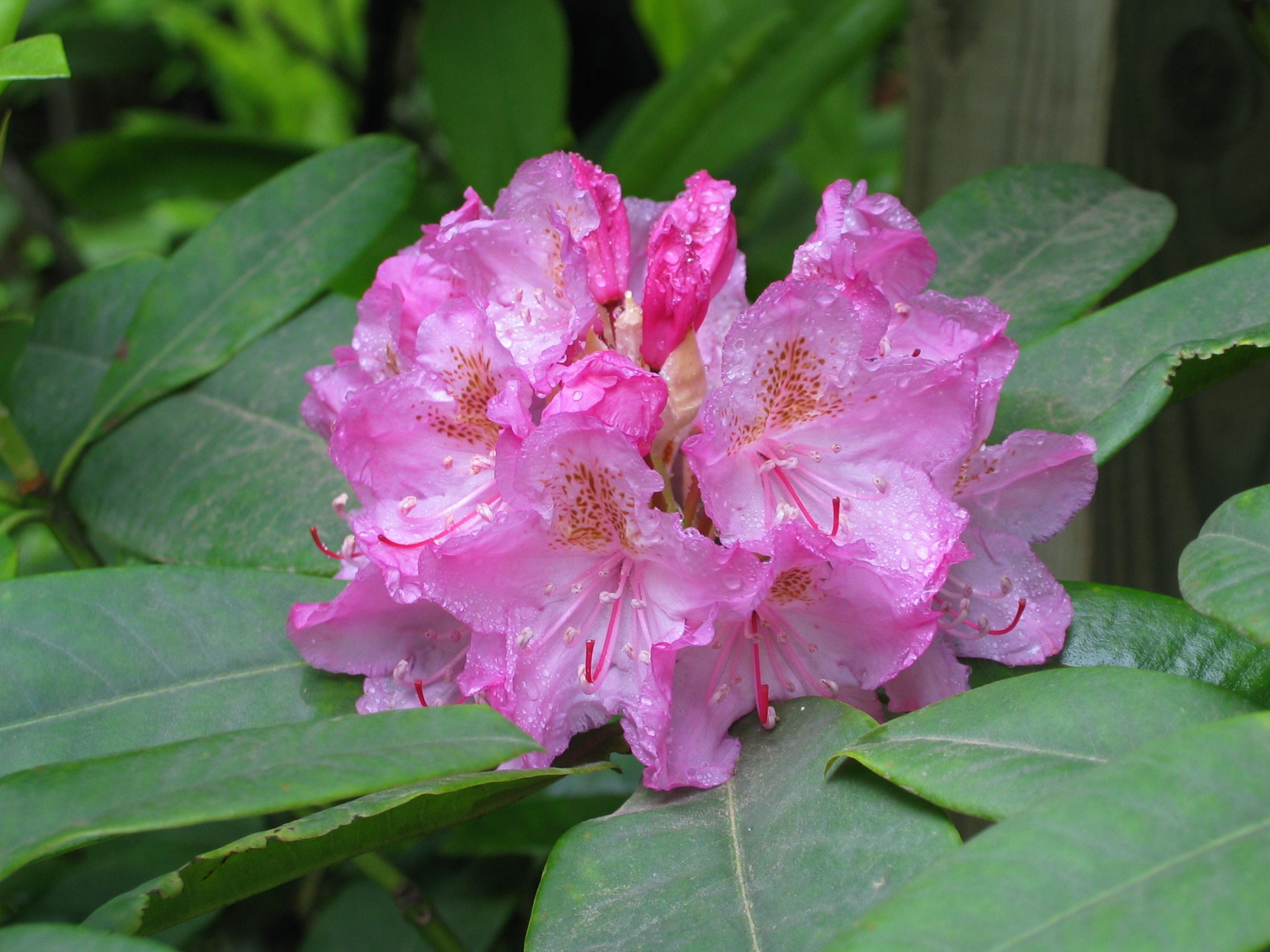 Pacific Rhododendron, Photo Credit Randy Smith