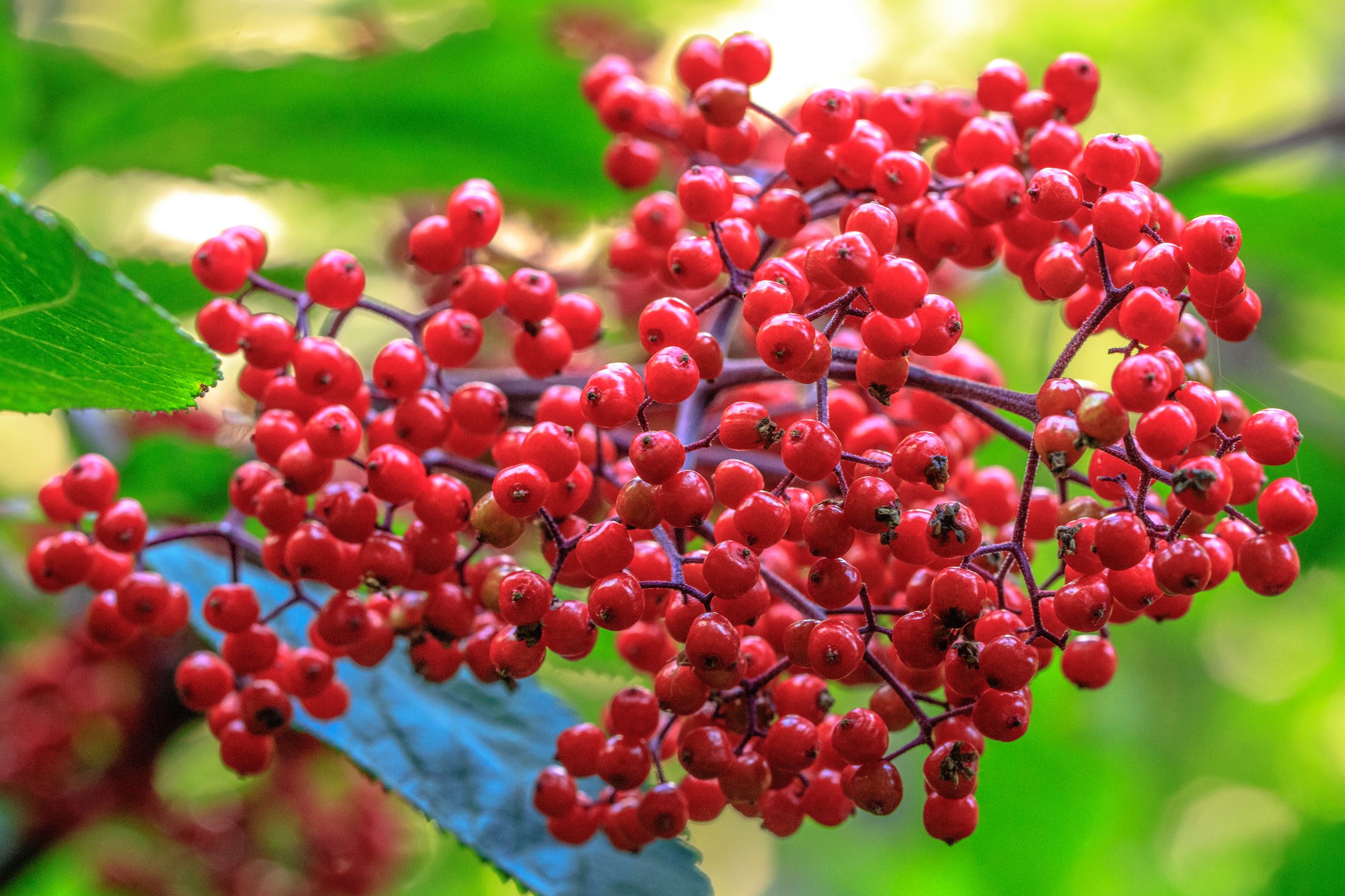 Red Elderberry - cr. Murray Foubister