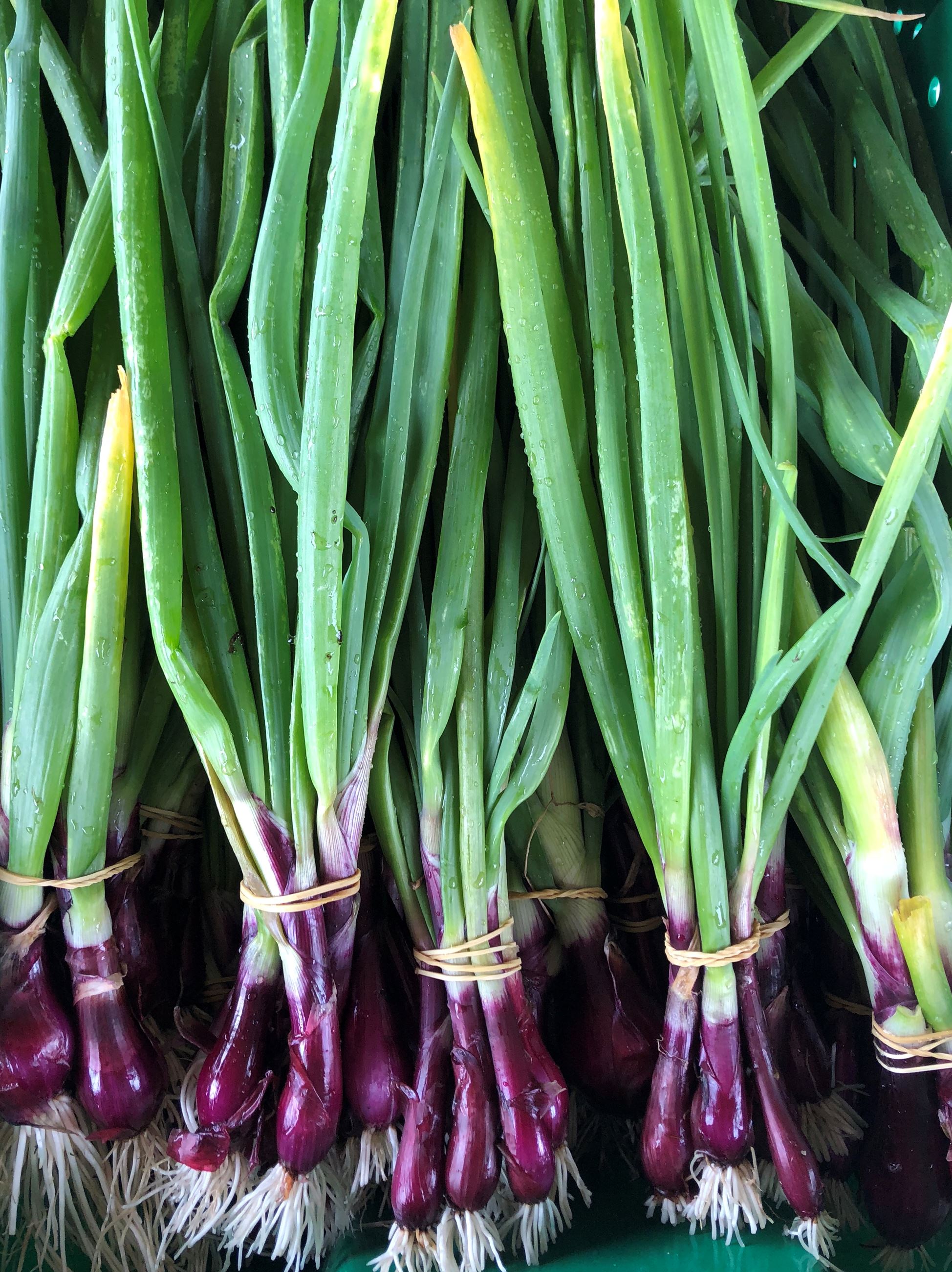 Green Onions 