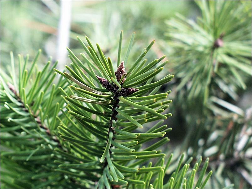 FIR_DOUGLAS_leaves