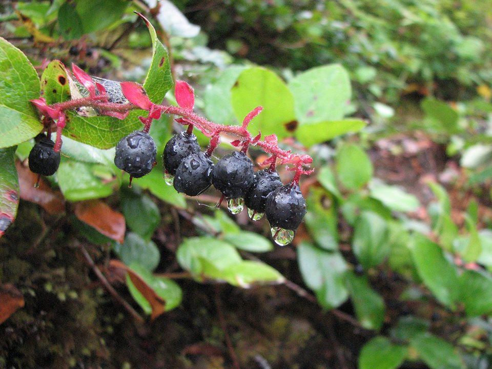 48393426_306562643527035_4760219735713382400_n