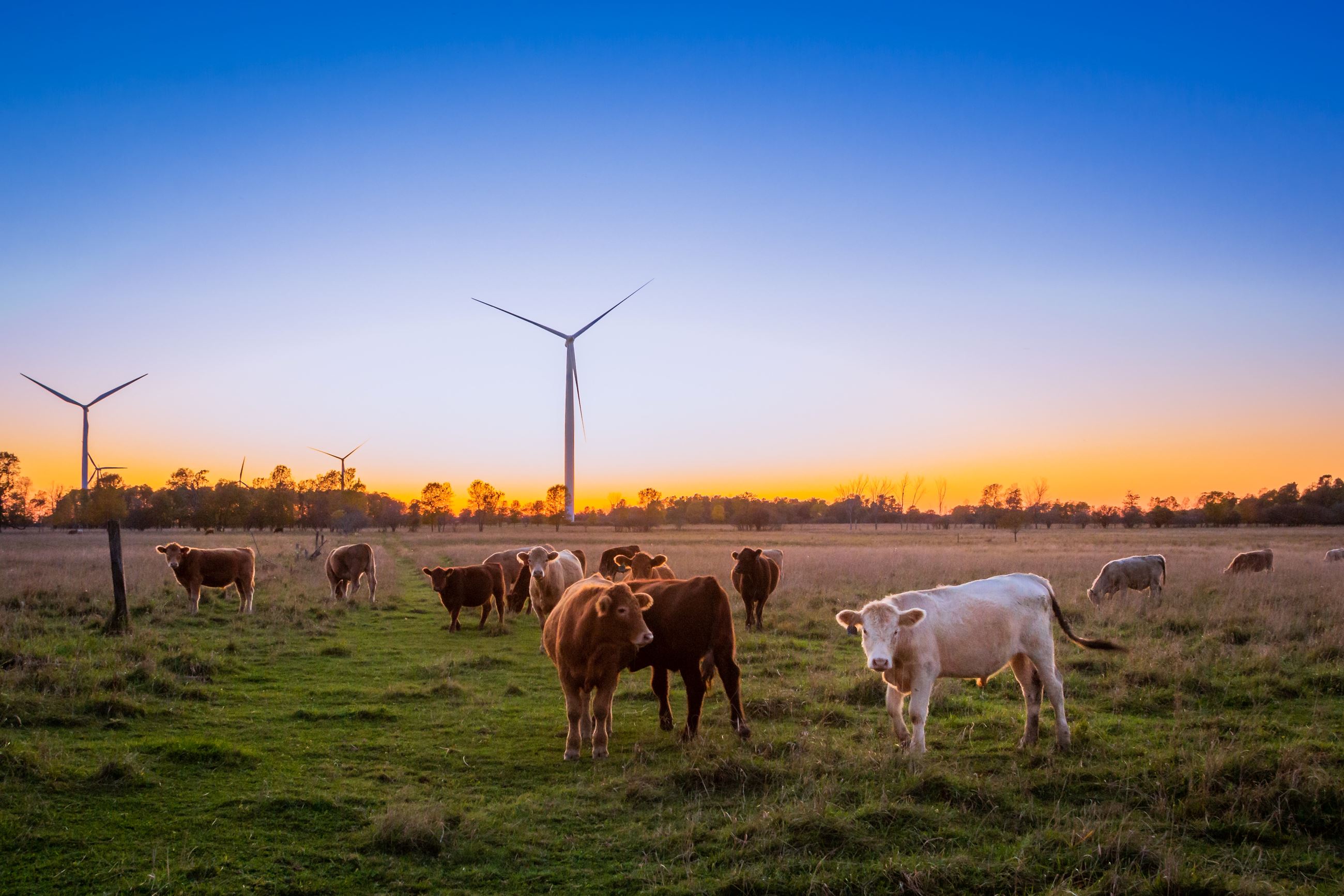evi-t- unsplash, cows in a field with wind turbines in the background