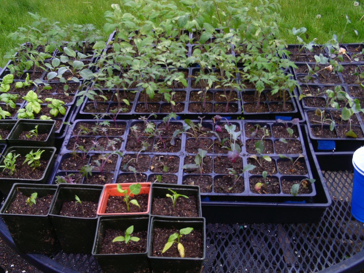 Plant Starts Plant Starts