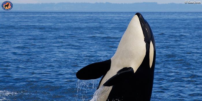 Orcas Love Raingardens 2 Orcas Love Raingardens 2