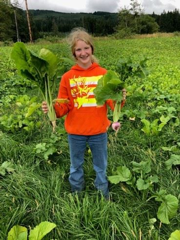 Come learn how to grow field turnips like these for fodder on your farm Come learn how to grow field turnips like these for fodder on your farm