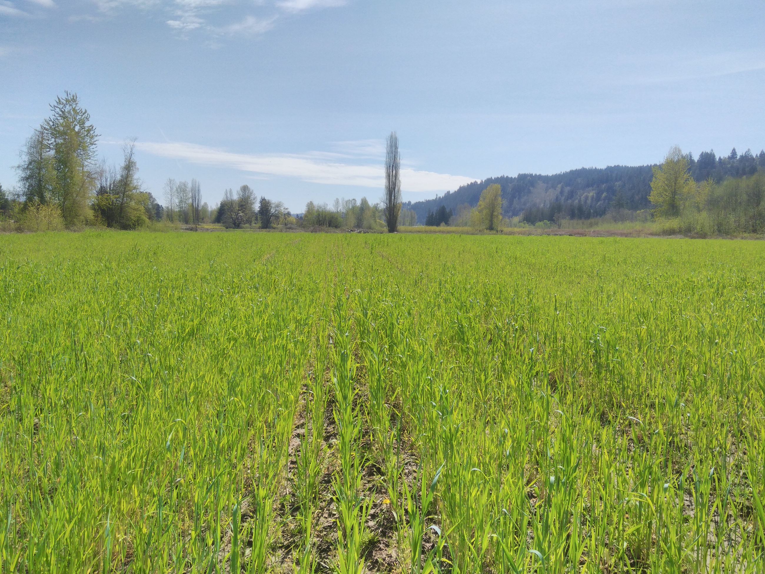 Cover Crop Spring 2020.2