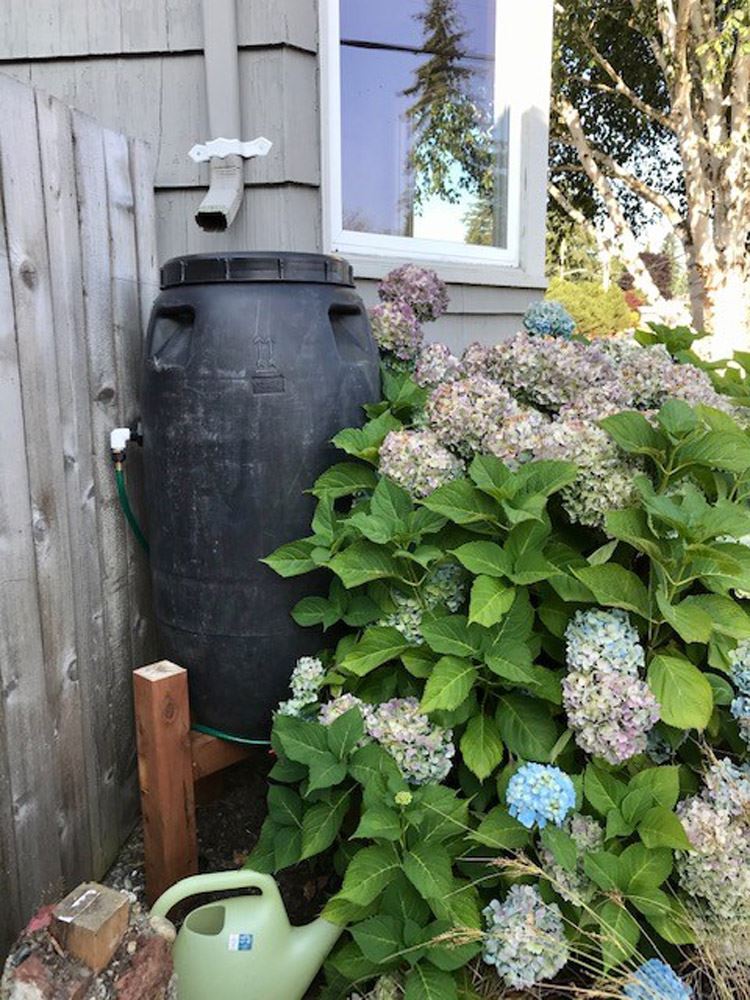Rain Barrel