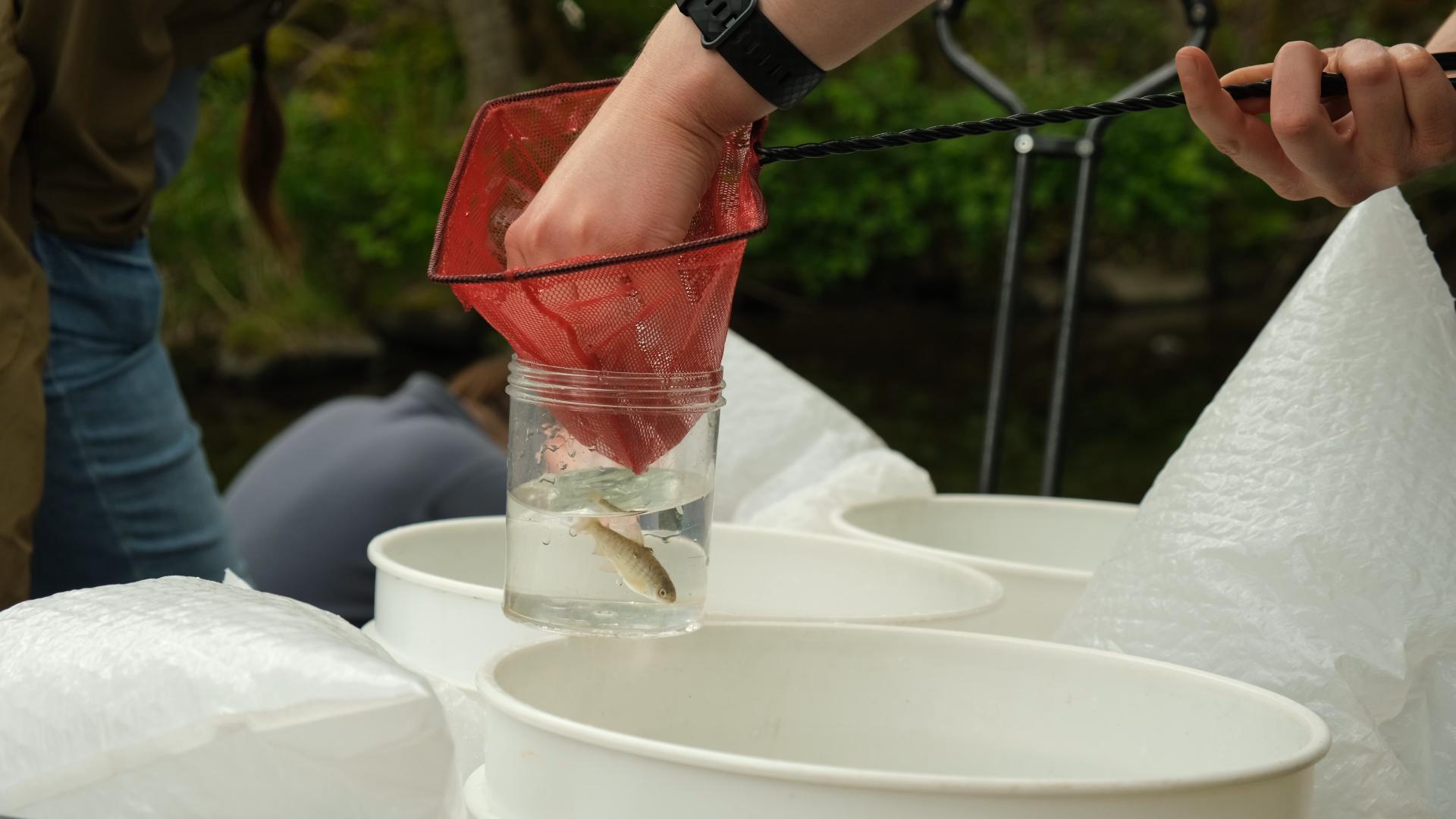 Salmon release photo