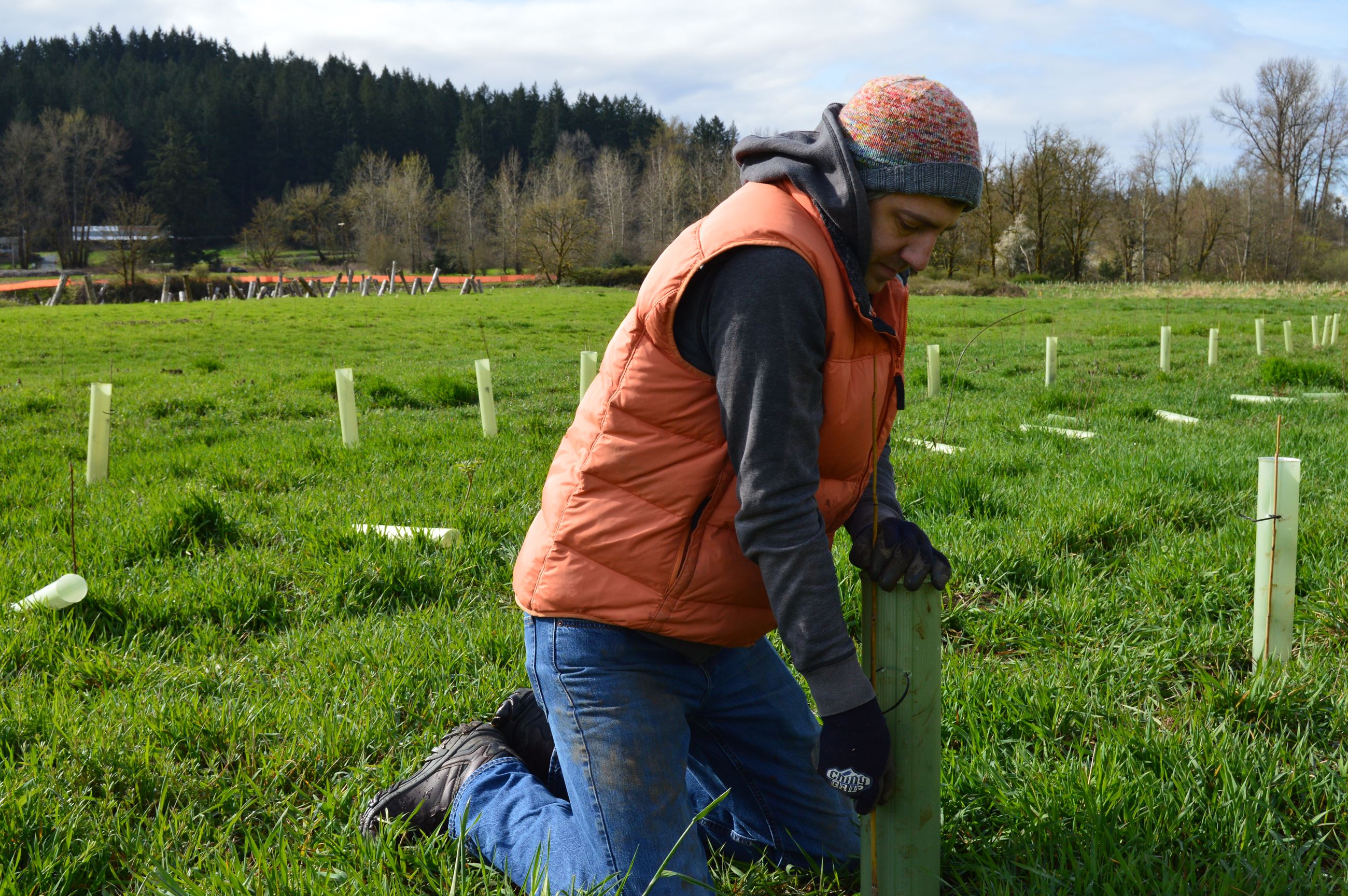 A man in an orange puffer vest installing a green plastic tree tube on a plant. 
