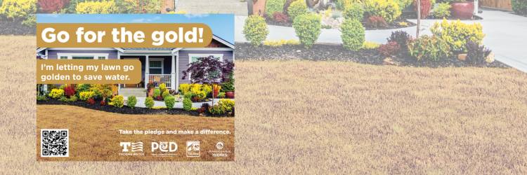 Background of yellow grass with foreground of yard sign with text saying "Go for the Gold!"