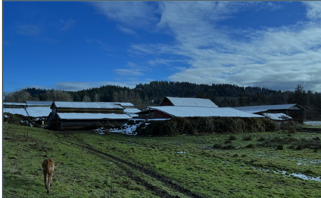 Wet grassy land with an animal trotting in the forefront and several farm structures covered in snow
