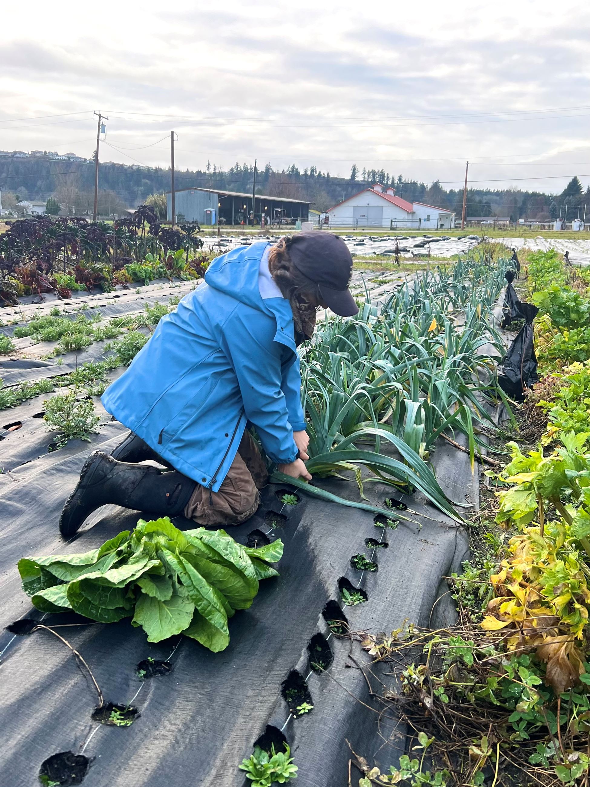 Farmer harvesting