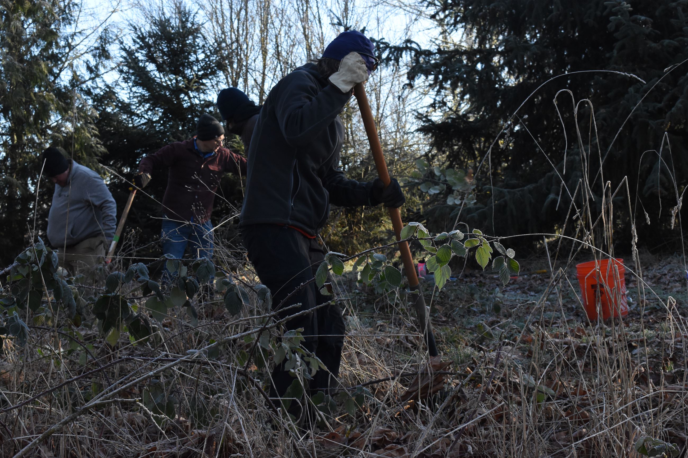 Volunteer piercing the ground with a red shovel removing a Himalayan blackberry rootball
