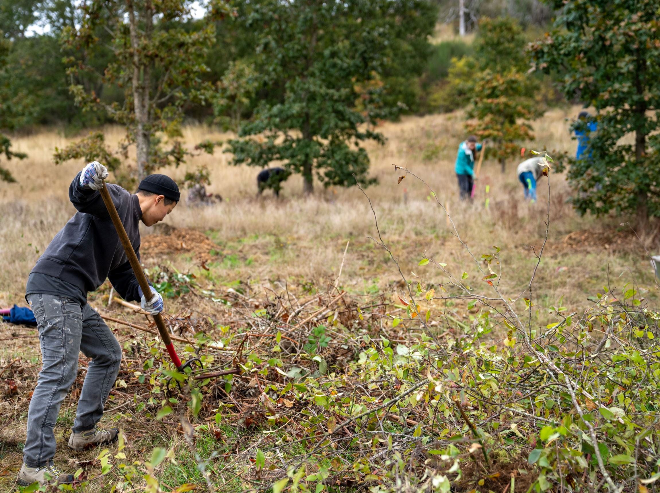 volunteer moving blackberry with a pitchfork 