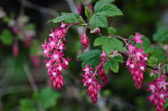 Red flowering currant Red flowering currant