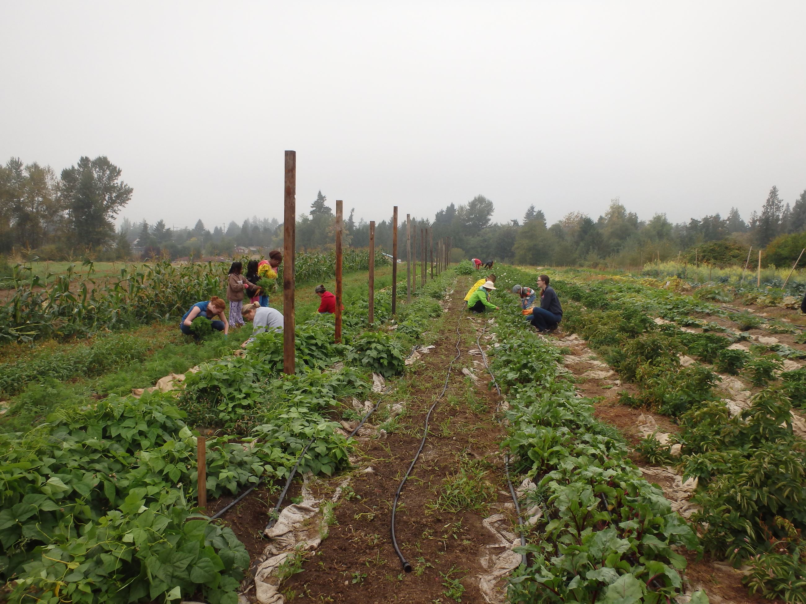 Veggie Coop (3) Veggie Coop (3)