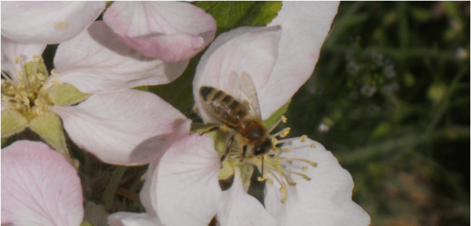 Bee Info Series 5 Bee Info Series 5