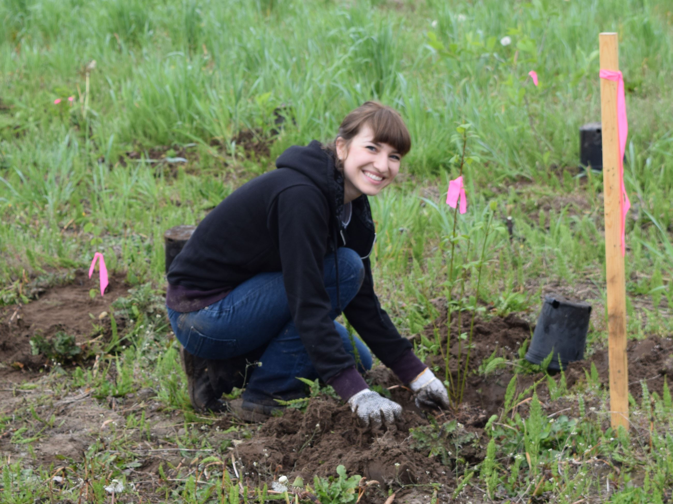Reise Planting (pg 7)