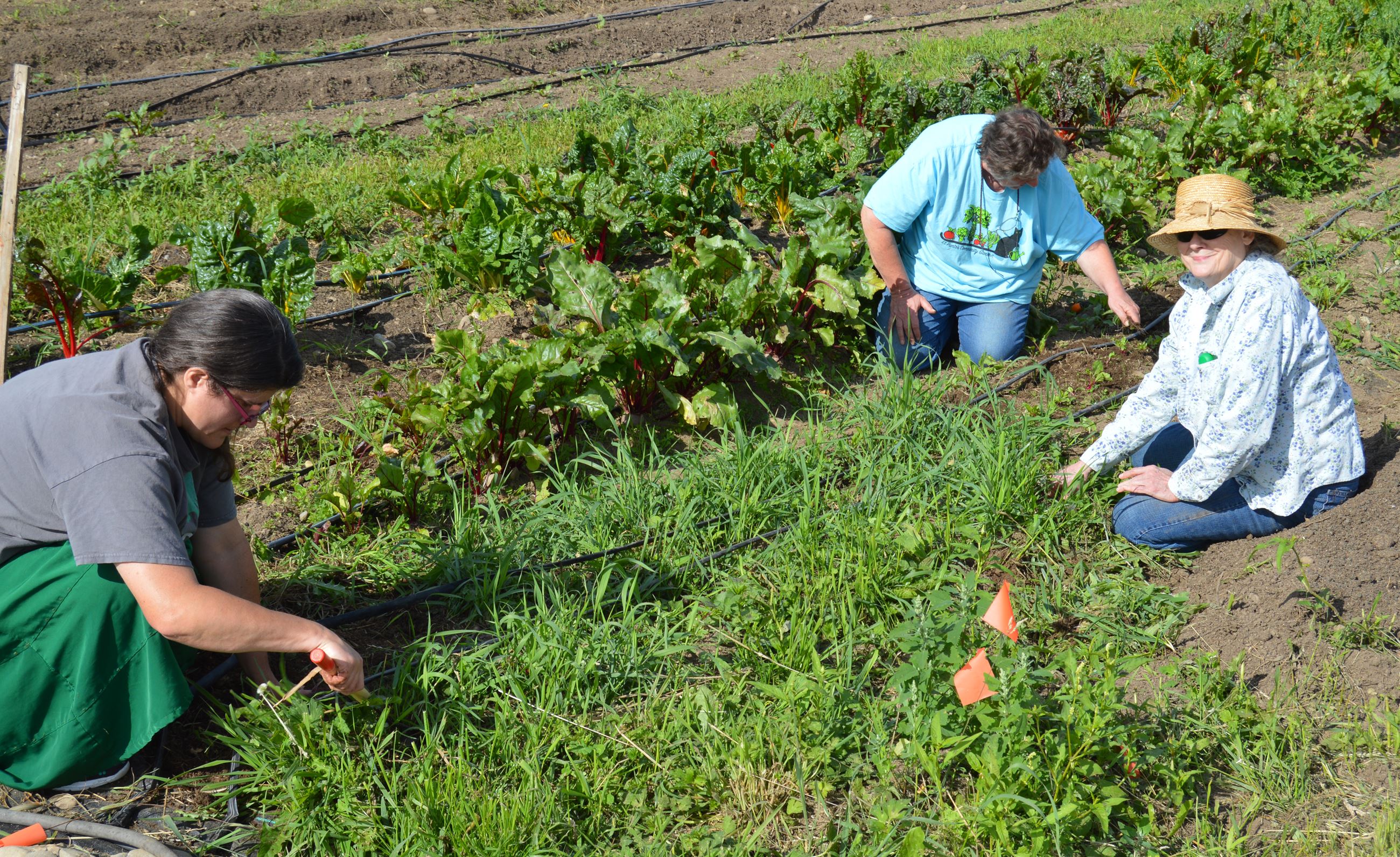 Cover Photo option b