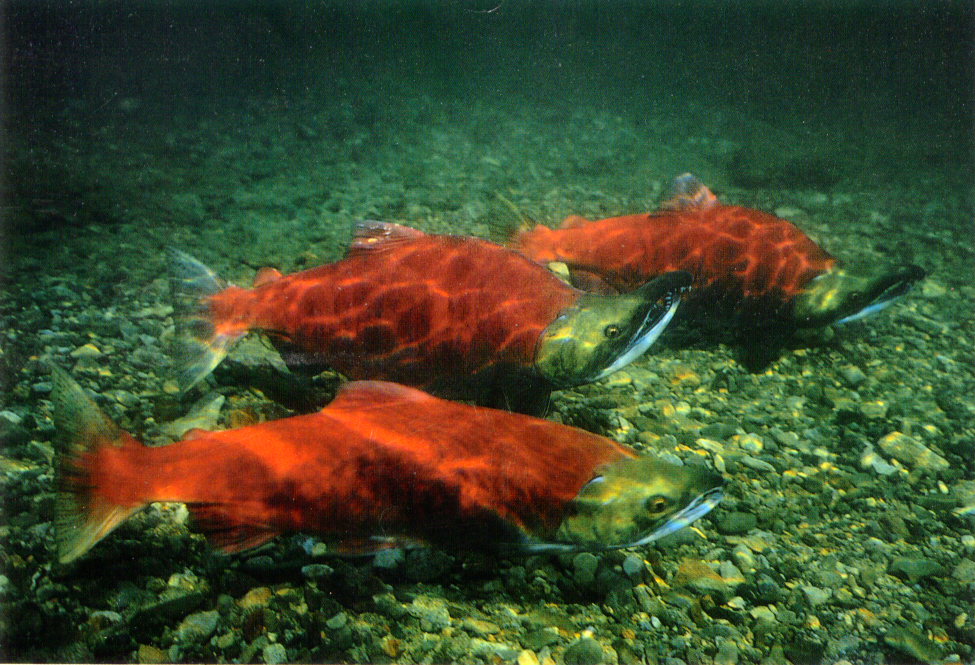 sockeye