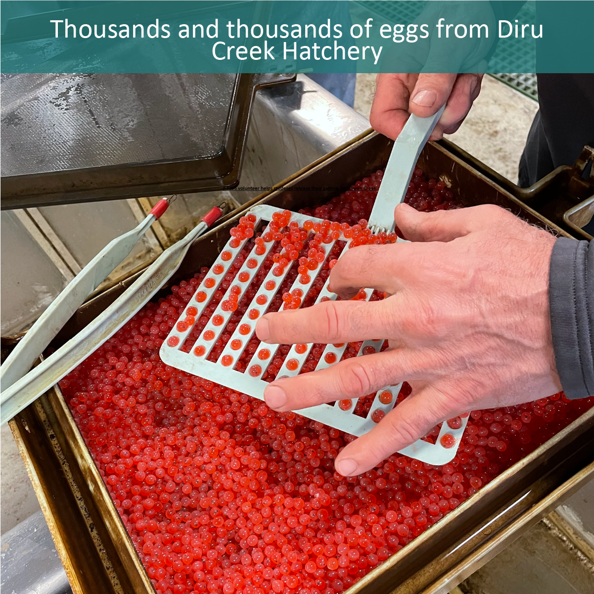 Thousands and thousands of eggs from Diru Creek Hatchery