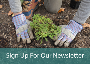 Two hands over yarrow. Text reads \